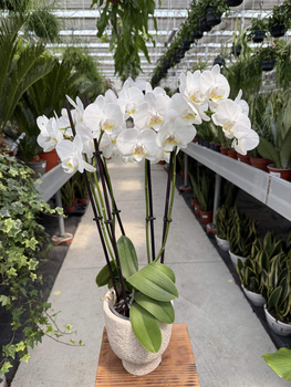 PHALENOPSIS MULTIFLORATYPES ANTHURA INVERNESS P12
