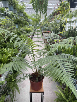 PAPROĆ DICKSONIA ANTARCTICA P24