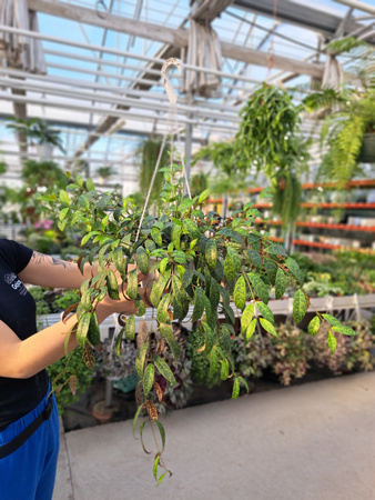 ESZYNANTUS MARMURKOWY KOSZ