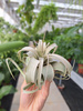 TILLANDSIA XEROGRAPHICA P8