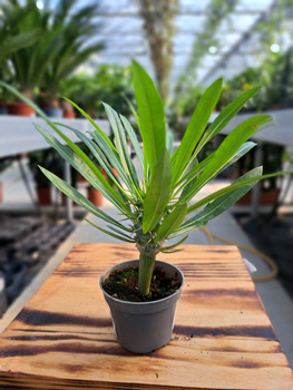 PACHYPODIUM LAMEREI  - PALMA MADAGASKARU P6