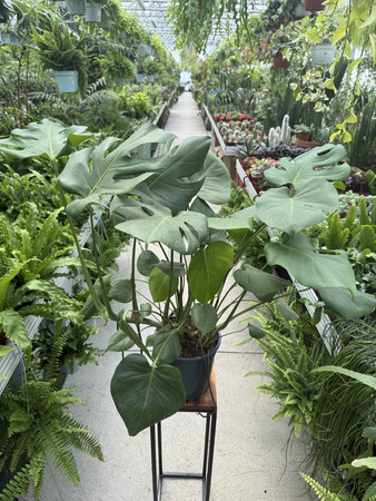 MONSTERA DELICIOSA P21