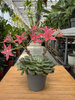 GRAPTOPETALUM BELLUM P6