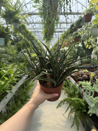 SANSEVIERIA FERNWOOD PUNK P12