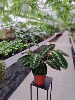 CALATHEA WARSCEWICZII P19