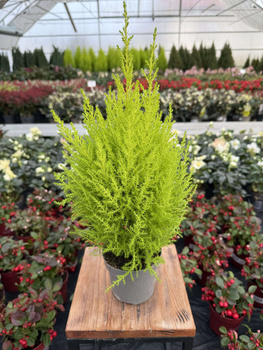 CYPRYSIK GOLDCREST WILMA P12