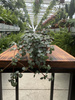 PILEA GLAUCA P6