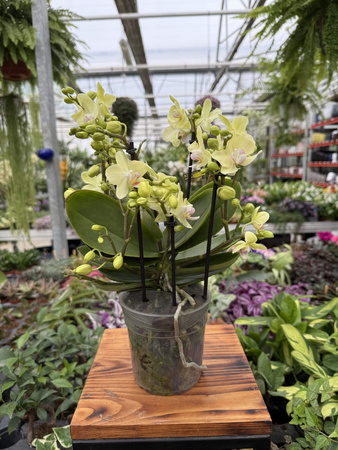 PHALENOPSIS YELLOW SENSATION P12