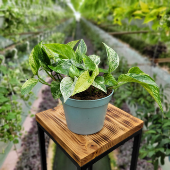 EPIPREMNUM MARBLE QUEEN P13