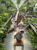 FICUS ELACTICA BELIZE P17