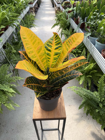 CROTON PETRA P17