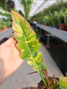 PHILODENDRON RING OF FIRE P14