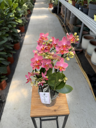 PHALENOPSIS ORANGE CHARME P12