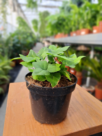 PAPROĆ DORYOPTERIS PEDATA P9