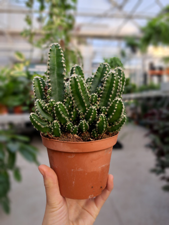 CEREUS PERUVIANUS FLORIDA P10