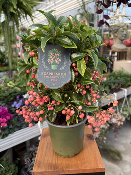 ARDISIA RÓŻOWA P14