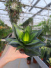 SANSEVIERIA LOOP'S PRIDE HAHNII P9.