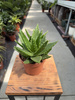 ALOE PERFOLIATA P12