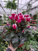 CYCLAMEN BIAŁO-RÓŻOWY P10