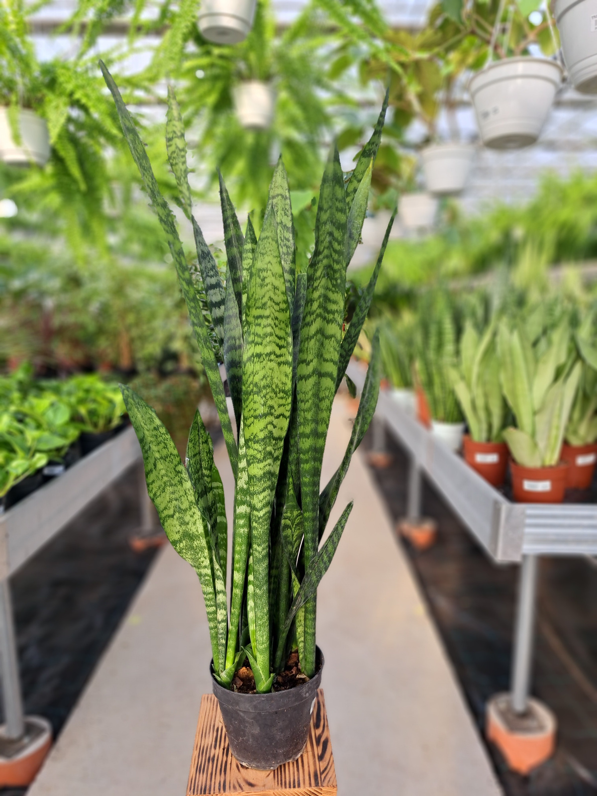 Sansevieria Zeylanica P17 Wszystkie RoŚliny Doniczkowe Sansevierie Tytuł Sklepu Zmienisz W 