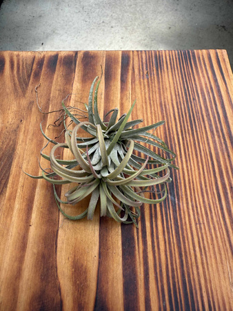 TILLANDSIA IONANTHA P10