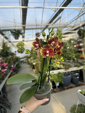 PHALENOPSIS LIMITED 04 P12
