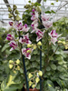 PHALENOPSIS LIMITED 49 P12