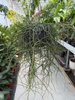 RHIPSALIS FLOCCOSA P17