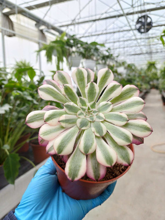 AEONIUM COPPER P10,5