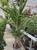YUCCA ELEPHANTIPES P21