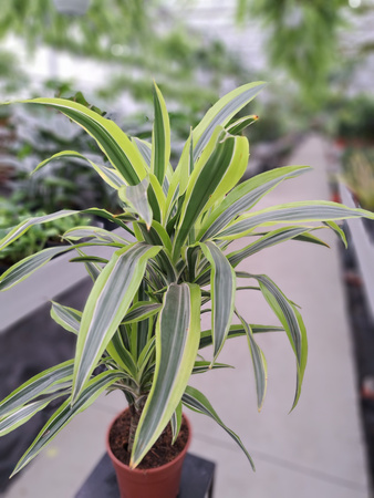 DRACENA LEMON LIME P17