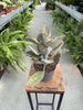 KALANCHOE BEHARENSIS P13