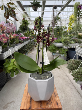 PHALENOPSIS BANANA CHOCOLATE P12