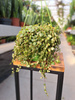 PEPEROMIA PROSTRATA P14