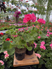 PELARGONIA STOJĄCA RÓŻOWA ZESTAW 6 SZTUK