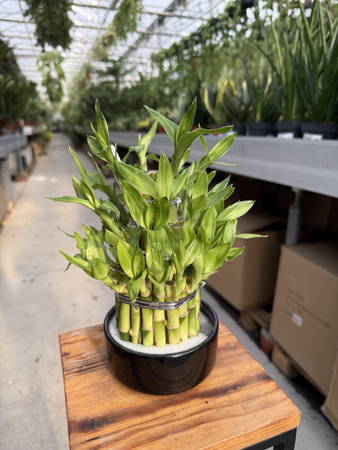 DRACENA LUCKY BAMBOO P12