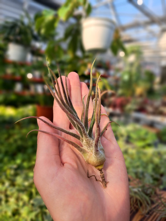 TILLANDSIA PRUINOSA P9