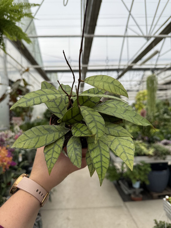 HOYA CALLISTOPHYLLA P12