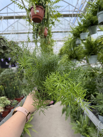 ASPARAGUS SPRENGERI P10
