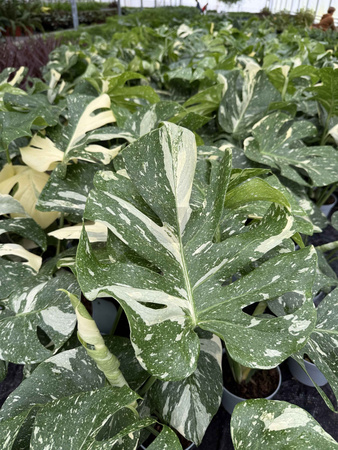 MONSTERA THAI CONSTELLATION P13