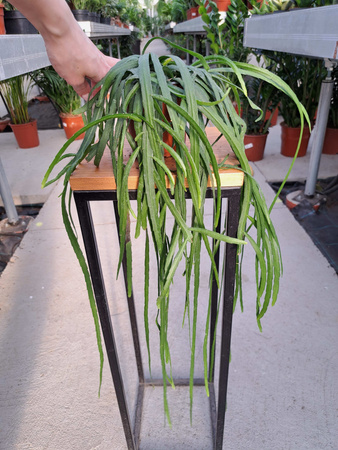 LEPISMIUM BOLIVIANUM P11