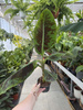BANANOWIEC ACUMINATA ZEBRINA P12