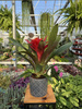 GUZMANIA FIERO RED P12