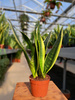 SANSEVIERIA TRIFASCIATA CANARY P9