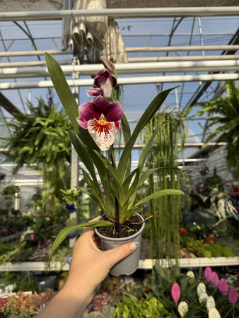 MILTONIOPSIS MIX P9