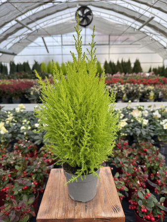 CYPRYSIK GOLDCREST WILMA P12