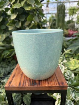 OSŁONKA PACIFIC MIĘTA P16