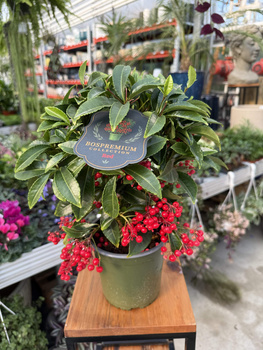 ARDISIA CZERWONA P14