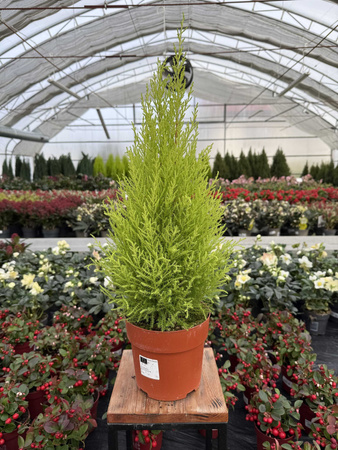 CYPRYSIK GOLDCREST WILMA 68 P17