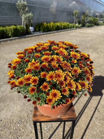 CHRYZANTEMA DROBNOKWIATOWA POMARAŃCZOWA